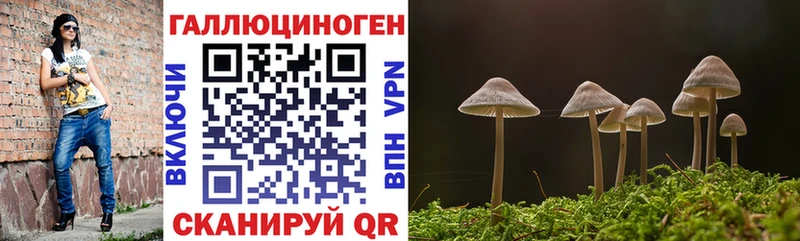 Купить закладки  Кольчугино  Псилоцибиновые грибы Cubensis 